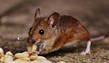 24 Hour & Emergency Exterminators in Estill, KY